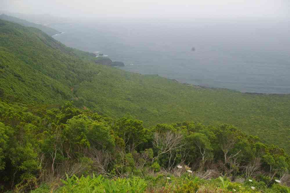 Île de Pico, vue depuis le mirador de Prainha. Forêt primaire apparue sur un champ de lave du XIXᵉ siècle, le 29 juin 2023