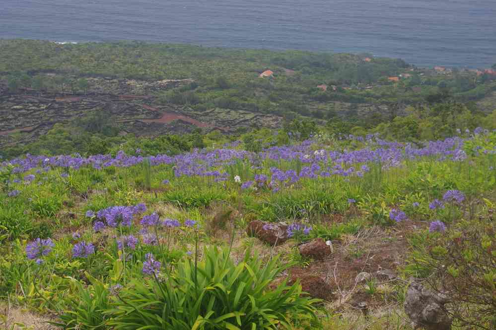 Île de Pico, vue depuis le mirador de Prainha. Agapanthes, le 29 juin 2023