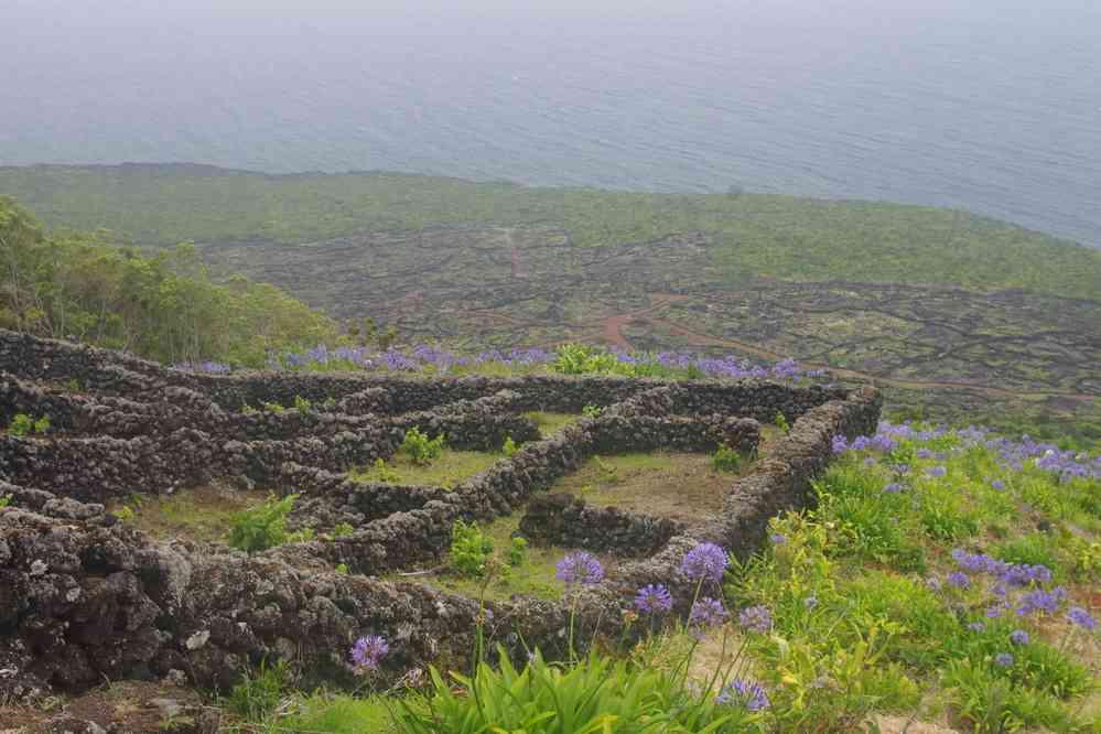 Île de Pico, vue depuis le mirador de Prainha. Agapanthes, le 29 juin 2023