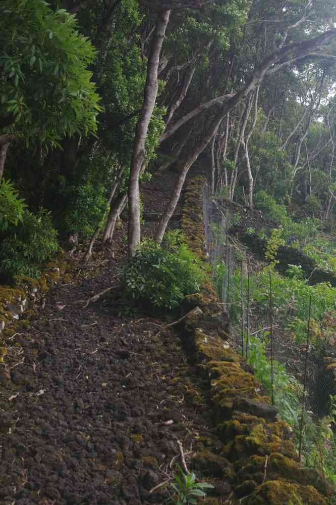 Île de Pico, descente vers la baie de Canas, le 29 juin 2023