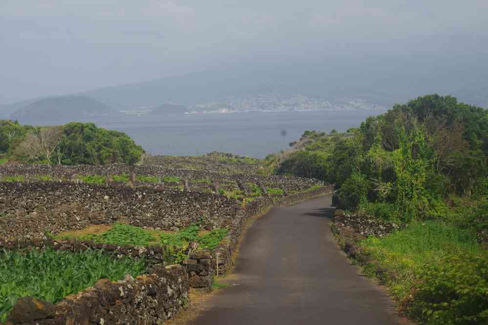 Pico, randonnée dans les vignes, le 1ᵉʳ juillet 2023. Au fond l’île de Faial