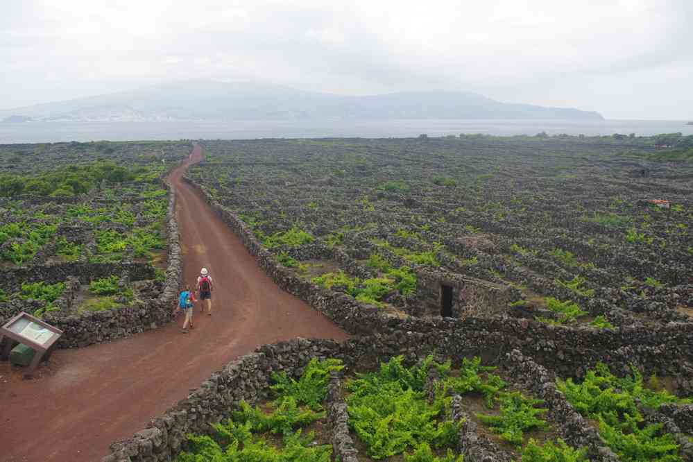 Pico, randonnée dans les vignes, le 1ᵉʳ juillet 2023. Vue depuis le moulin (au fond l’île de Faial)