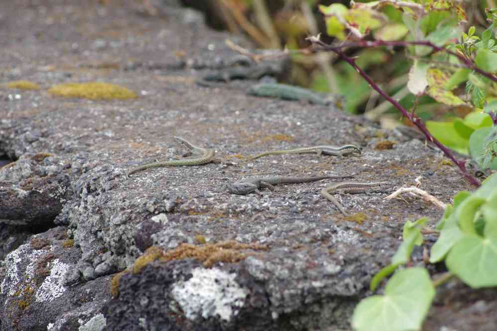 Pas de serpent mais de nombreux lézards aux Açores (1ᵉʳ juillet 2023)