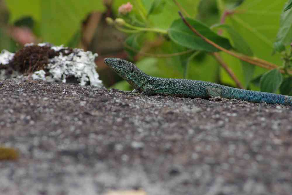 Pas de serpent mais de nombreux lézards aux Açores (1ᵉʳ juillet 2023)