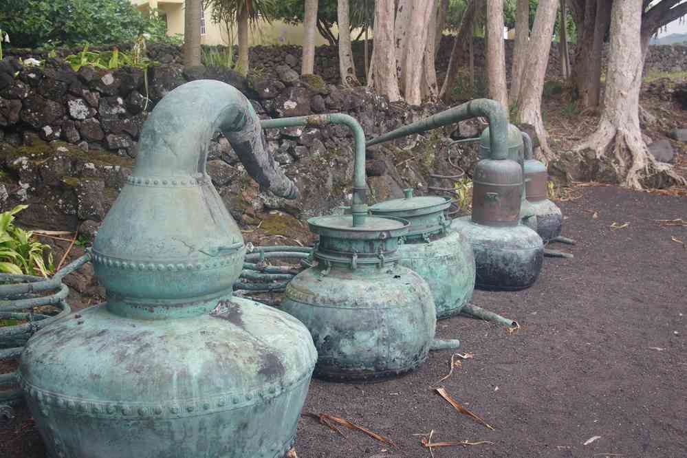 Pico, musée de la vigne, le 1ᵉʳ juillet 2023