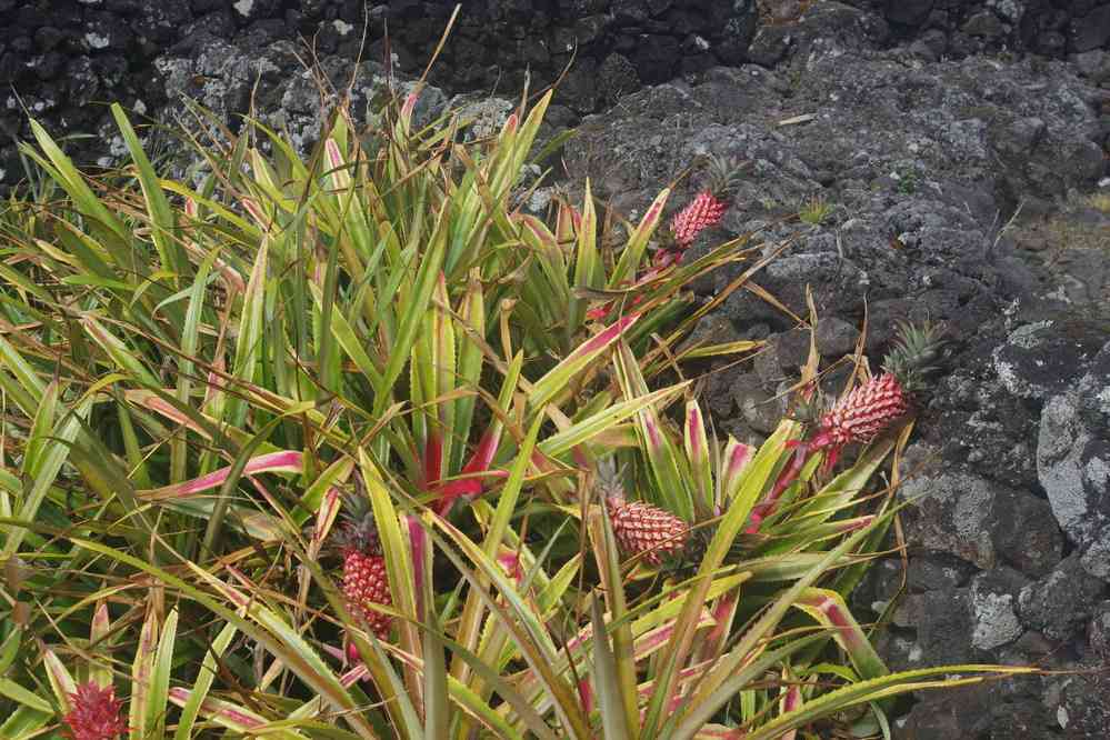 Pico, musée de la vigne. Plants d’ananas près du musée, le 1ᵉʳ juillet 2023