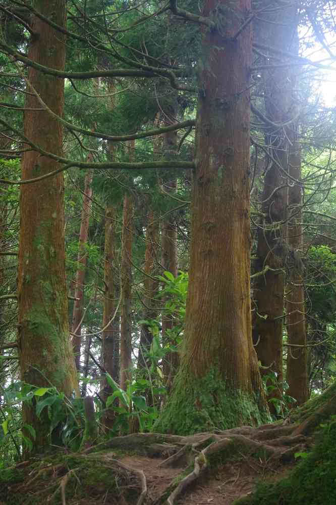 Descente vers le lac de Furnas dans une forêt de cèdres du Japon (Cryptomeria japonica), le 3 juillet 2023