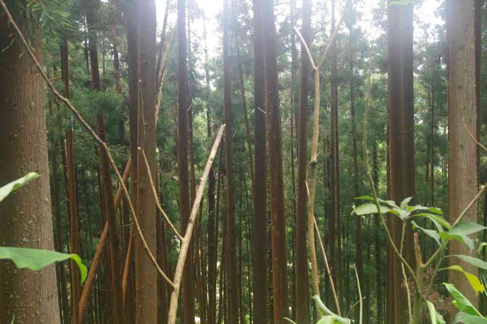 Descente vers le lac de Furnas dans une forêt de cèdres du Japon (Cryptomeria japonica), le 3 juillet 2023