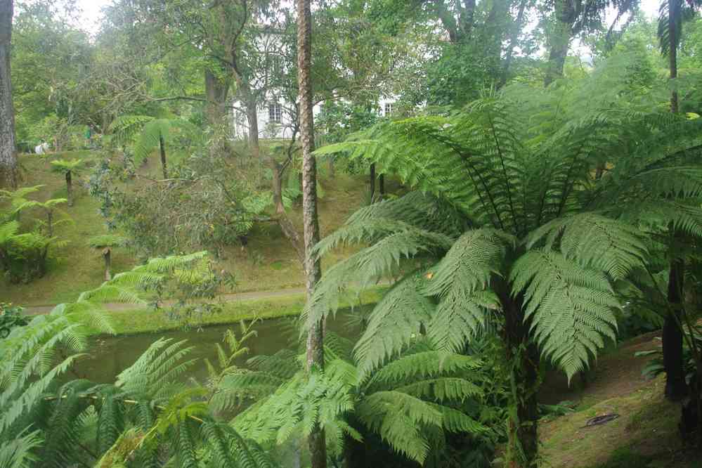 Furnas, parc de Terra Nostra, le 3 juillet 2023