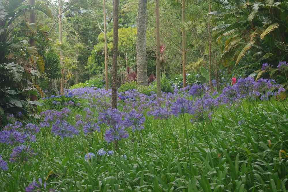 Furnas, parc de Terra Nostra, le 3 juillet 2023