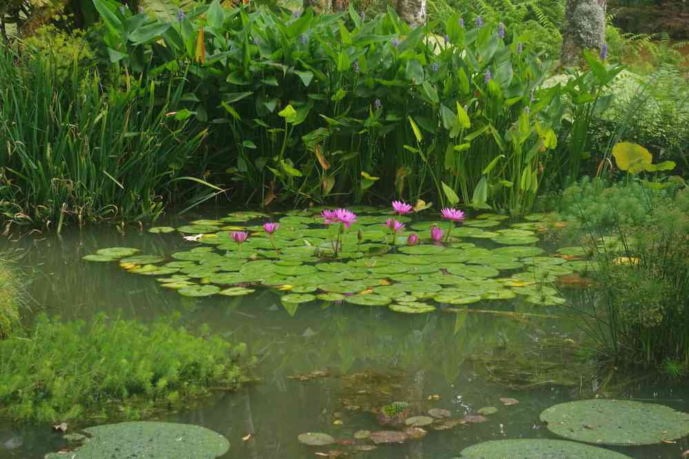 Furnas, parc de Terra Nostra. Fleurs de lotus, le 3 juillet 2023