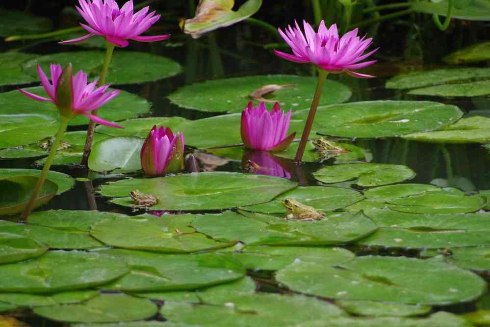 Furnas, parc de Terra Nostra. Fleurs de lotus… et crapauds, le 3 juillet 2023