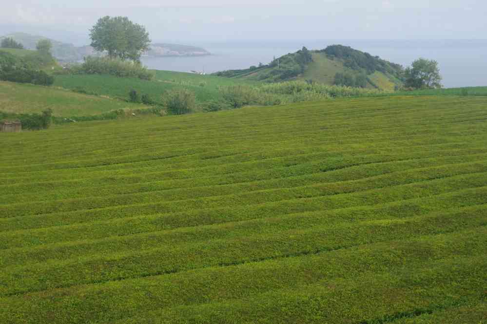 Plantation de thé près de Maia. Installée au XIXᵉ siècle pour supplanter la monoculture d’oranges, le 5 juillet 2023