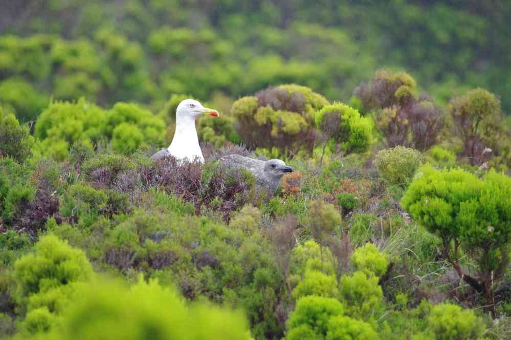 Randonnée vers le lagoa do Fogo, le 5 juillet 2023. Nidification de goëllands