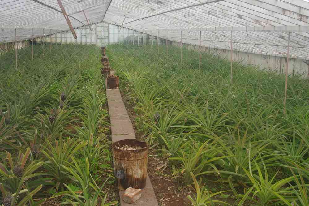 Plantation d’ananas près de Ponta Delgada. Impossible d’en consommer dans l’ĩle tellement ils sont chers… (5 juillet 2023)