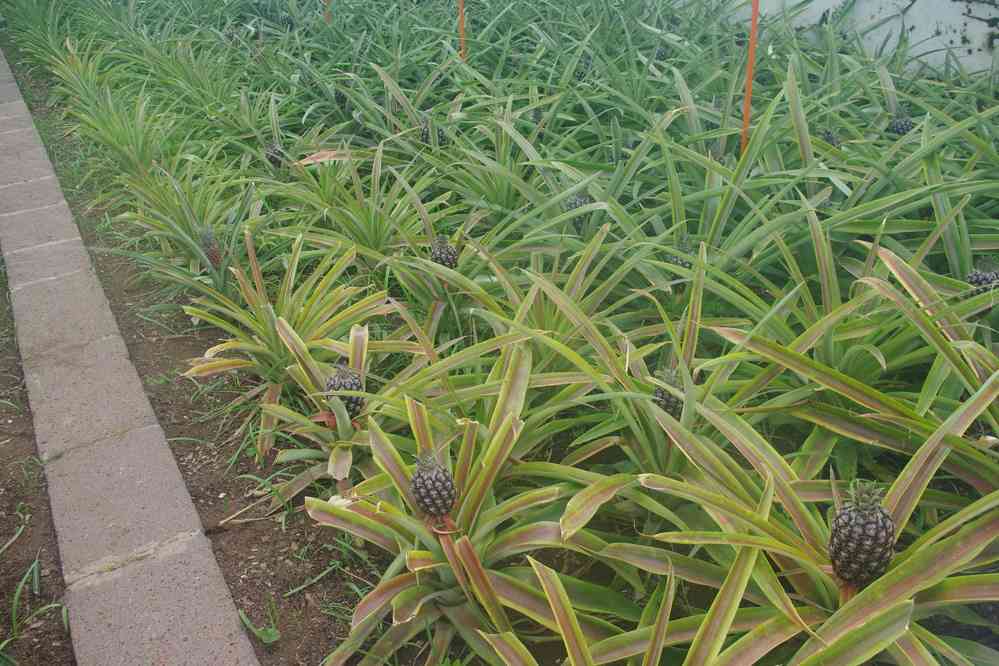 Plantation d’ananas près de Ponta Delgada. Impossible d’en consommer dans l’ĩle tellement ils sont chers… (5 juillet 2023)