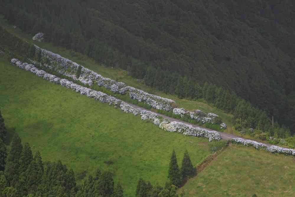 Haies d’hortensias au téléobjectif. Caldeira des Sete Cidades, le 6 juillet 2023