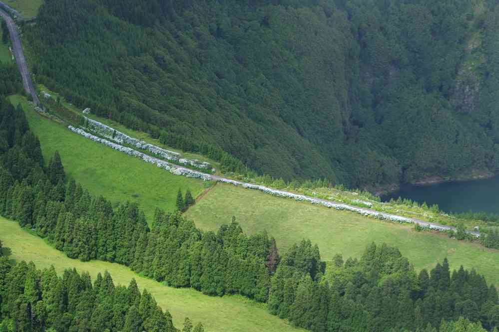 Haies d’hortensias au téléobjectif. Caldeira des Sete Cidades, le 6 juillet 2023