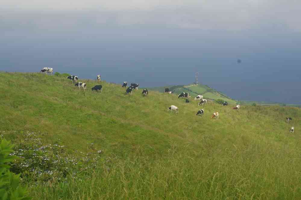 Tour de la caldeira, vue sur la côte nord-ouest de San Miguel. Caldeira des Sete Cidades, le 6 juillet 2023