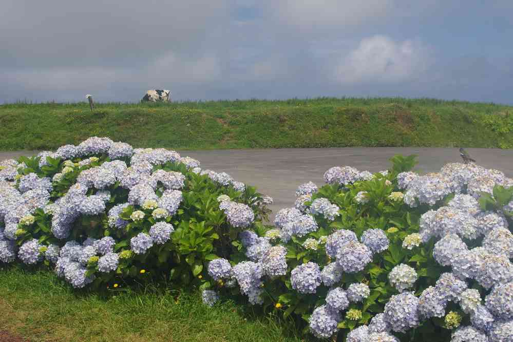 Tour de la caldeira, hortensias en fleurs. Caldeira des Sete Cidades, le 6 juillet 2023