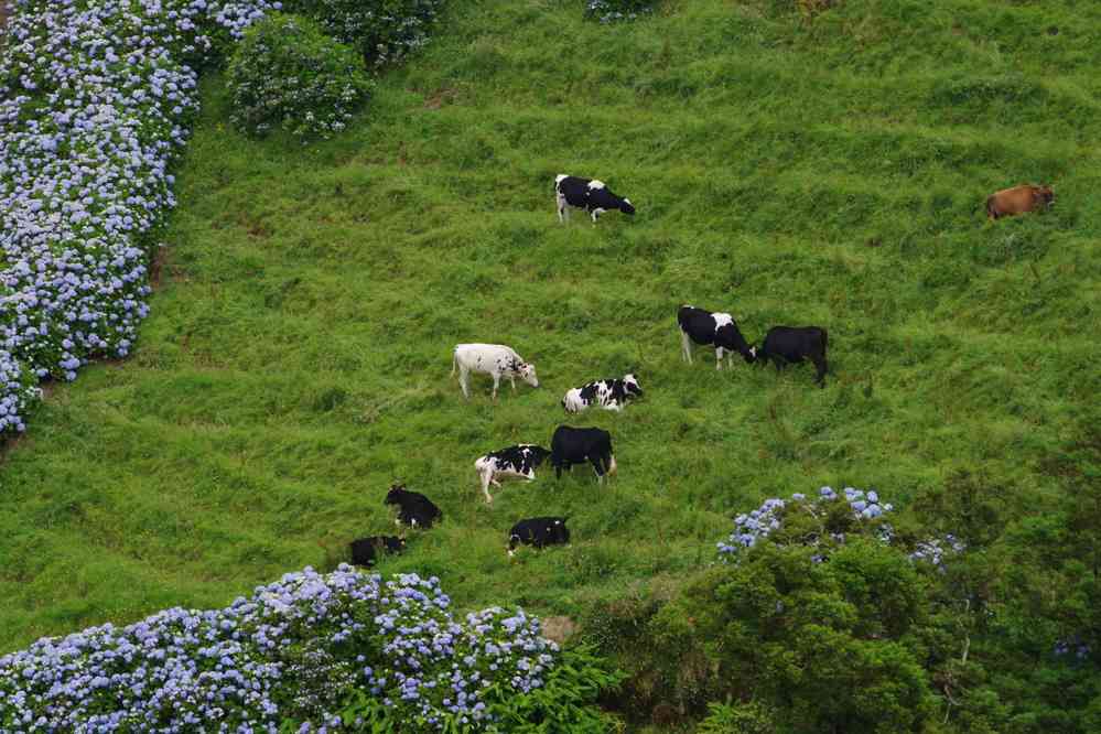 Tour de la caldeira, hortensias en fleurs. Caldeira des Sete Cidades, le 6 juillet 2023