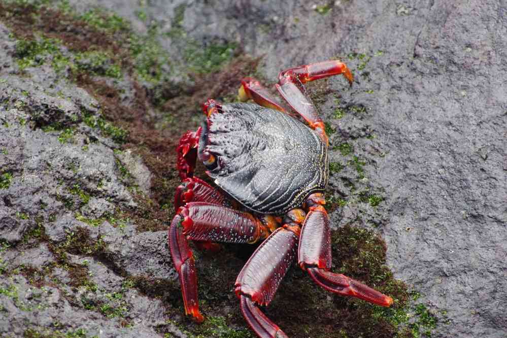 Crabe rouge dans le port de Ponta Delgada, le 7 juillet 2023