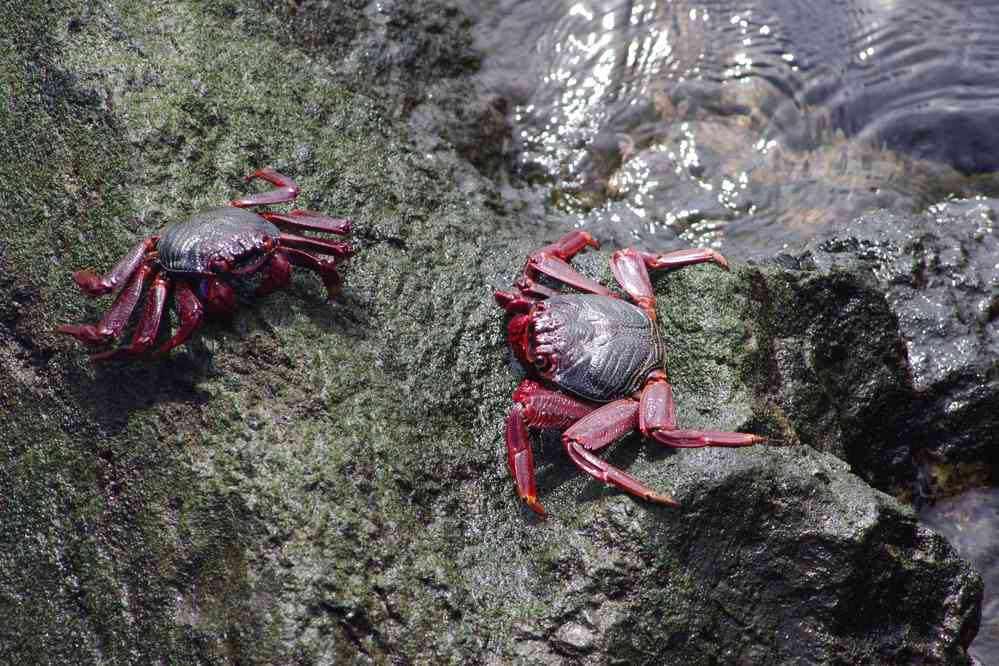 Crabes rouges dans le port de Ponta Delgada, le 7 juillet 2023