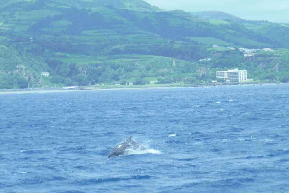 Dauphin commun. Excursion en mer depuis Ponda Delgada, le 7 juillet 2023