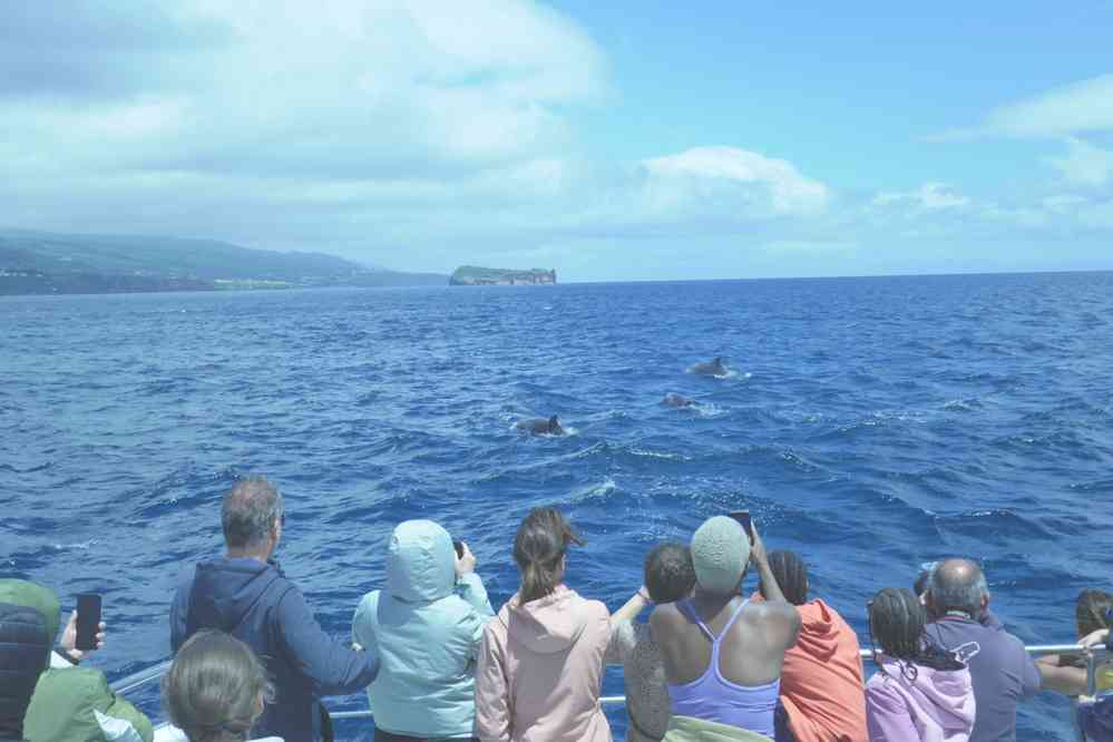 Dauphins communs. Excursion en mer depuis Ponda Delgada, le 7 juillet 2023