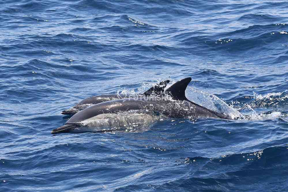 Grands dauphins (photo : Futurismo). Excursion en mer depuis Ponda Delgada, le 7 juillet 2023