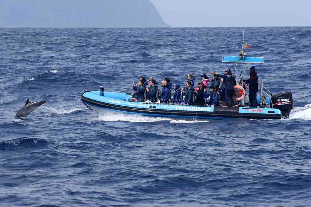 Dauphins communs (photo : Futurismo). Excursion en mer depuis Ponda Delgada, le 7 juillet 2023