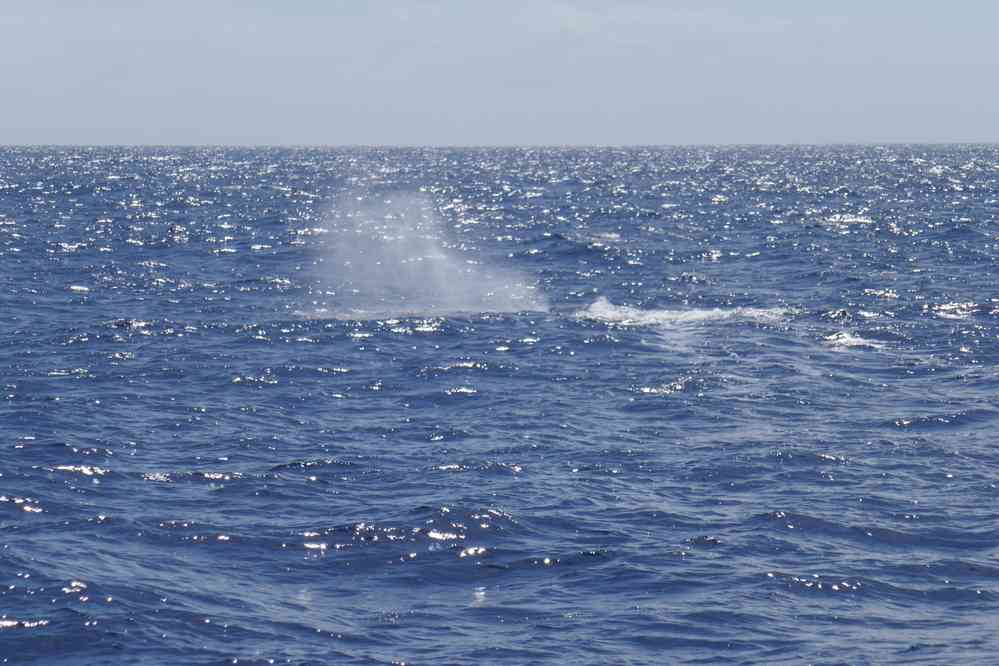 Cachalot. Excursion en mer depuis Ponda Delgada, le 7 juillet 2023