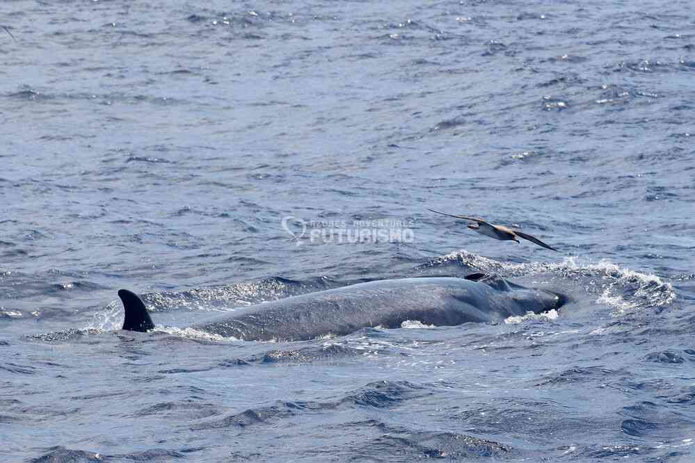 Cachalot (photo : Futurismo). Excursion en mer depuis Ponda Delgada, le 7 juillet 2023