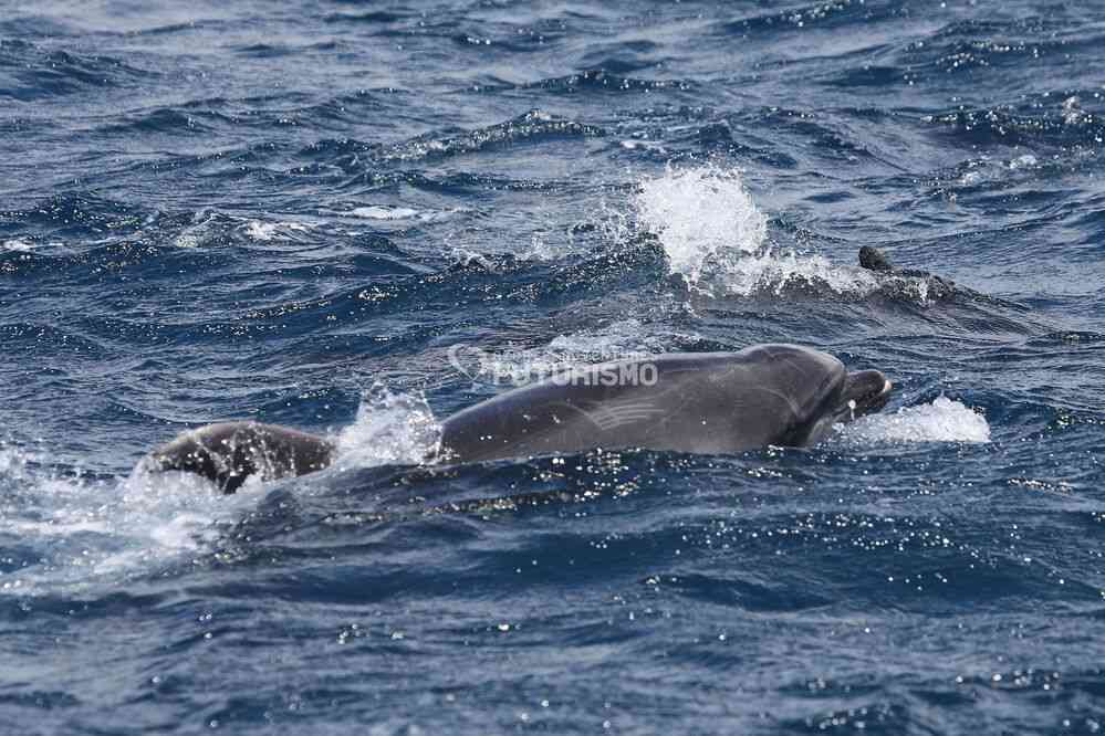 Grand dauphin (photo : Futurismo). Excursion en mer depuis Ponda Delgada, le 7 juillet 2023