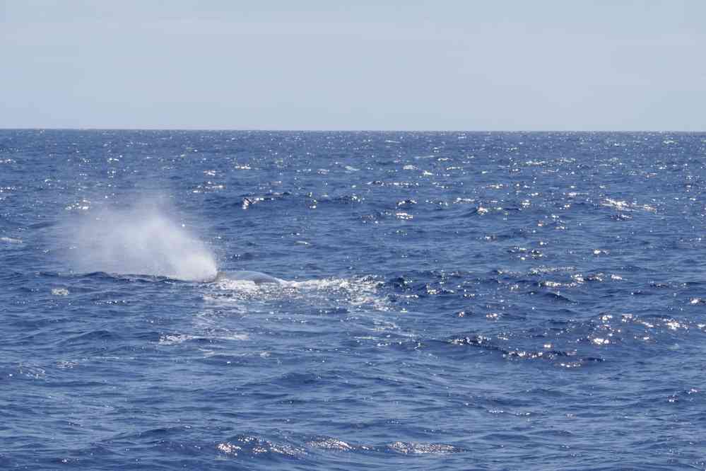 Rorqual boréal. Excursion en mer depuis Ponda Delgada, le 7 juillet 2023