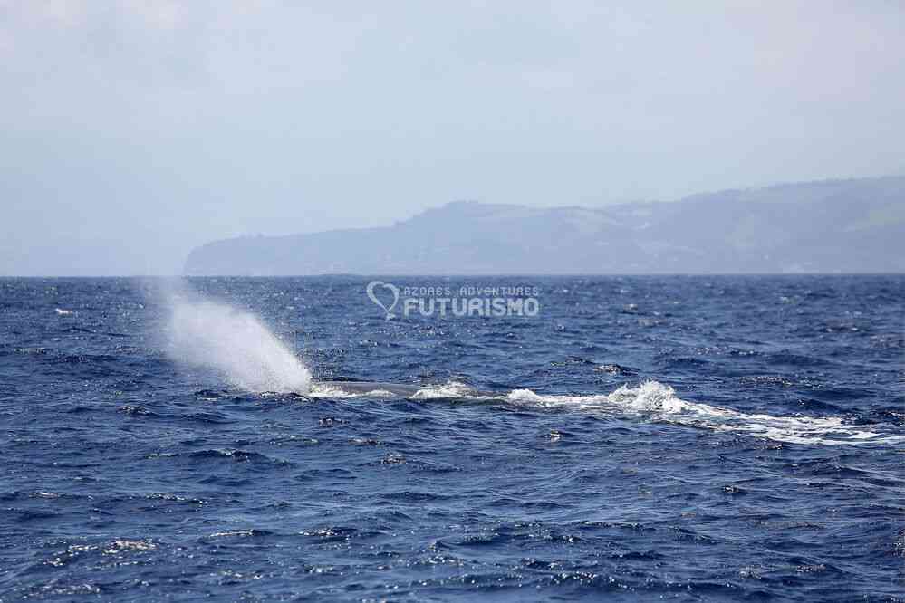 Rorqual boréal. Excursion en mer depuis Ponda Delgada, le 7 juillet 2023