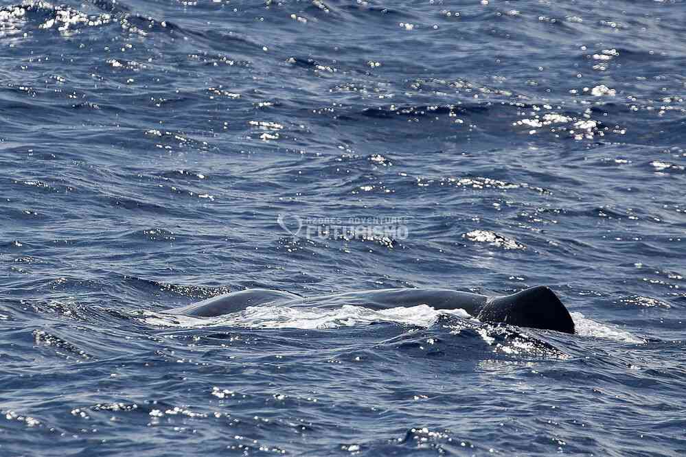 Rorqual boréal (photo : Futurismo). Excursion en mer depuis Ponda Delgada, le 7 juillet 2023