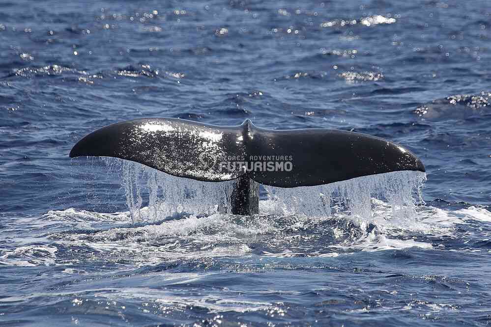 Rorqual boréal (photo : Futurismo). Excursion en mer depuis Ponda Delgada, le 7 juillet 2023