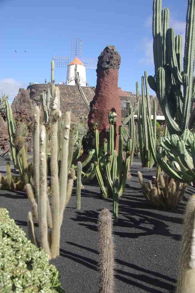 Jardin de cactus à Guatiza, le 3 janvier 2014
