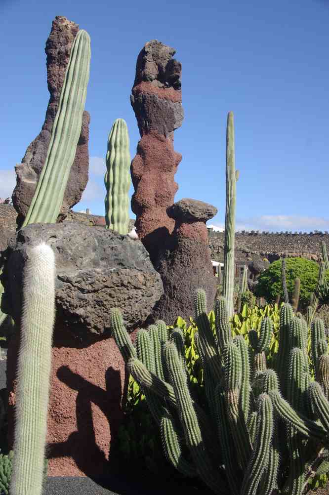 Le jardin de cactus de Guatiza, le 3 janvier 2014