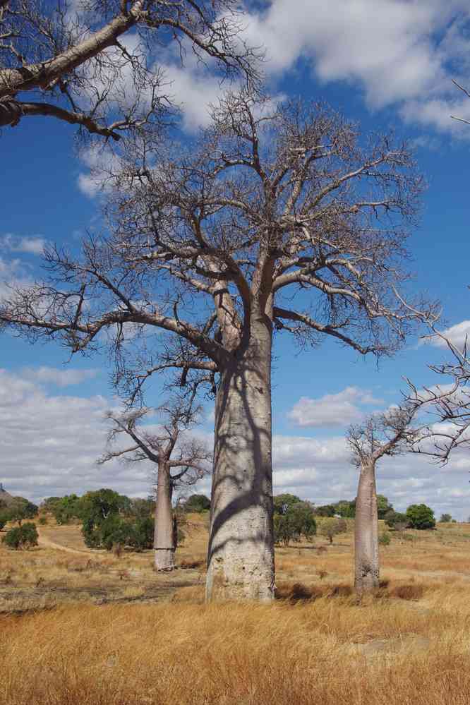 Baobabs sur la piste de l’Isalo, le 24 juillet 2018