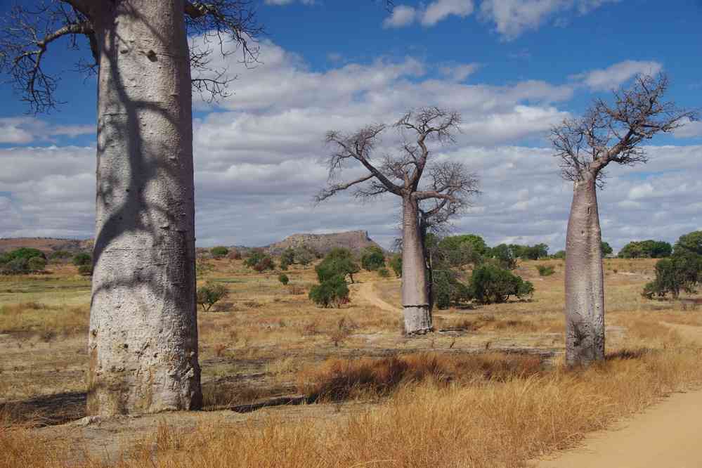 Baobabs sur la piste de l’Isalo, le 24 juillet 2018