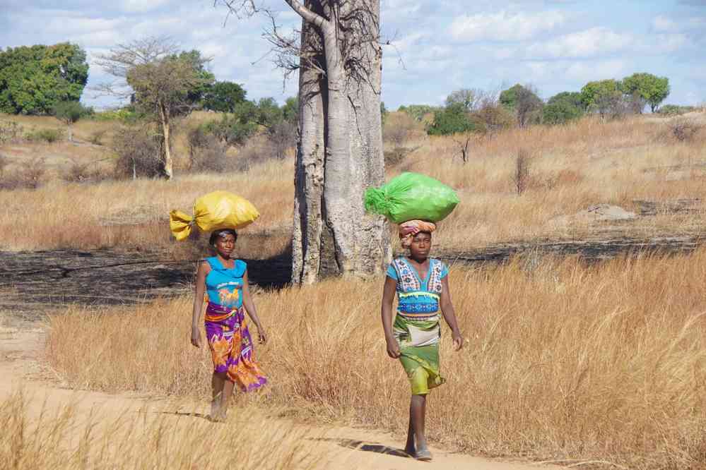 Baobabs sur la piste de l’Isalo, le 24 juillet 2018