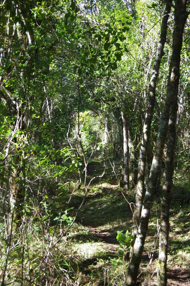 Forêt primaire dans l’Andringitra, le 26 juillet 2018