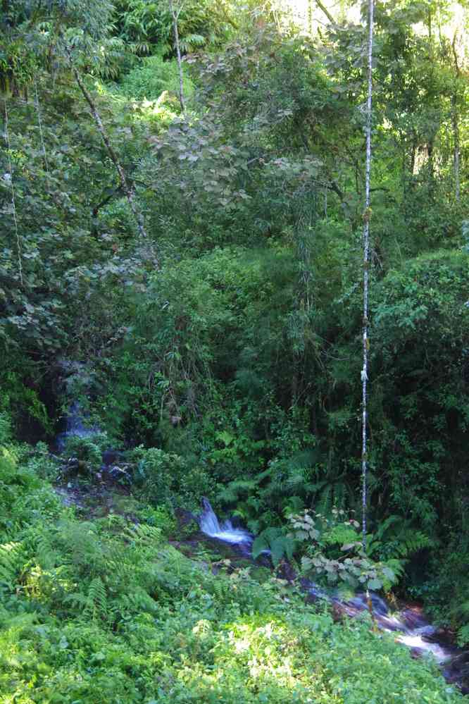 Forêt primaire dans l’Andringitra, le 26 juillet 2018