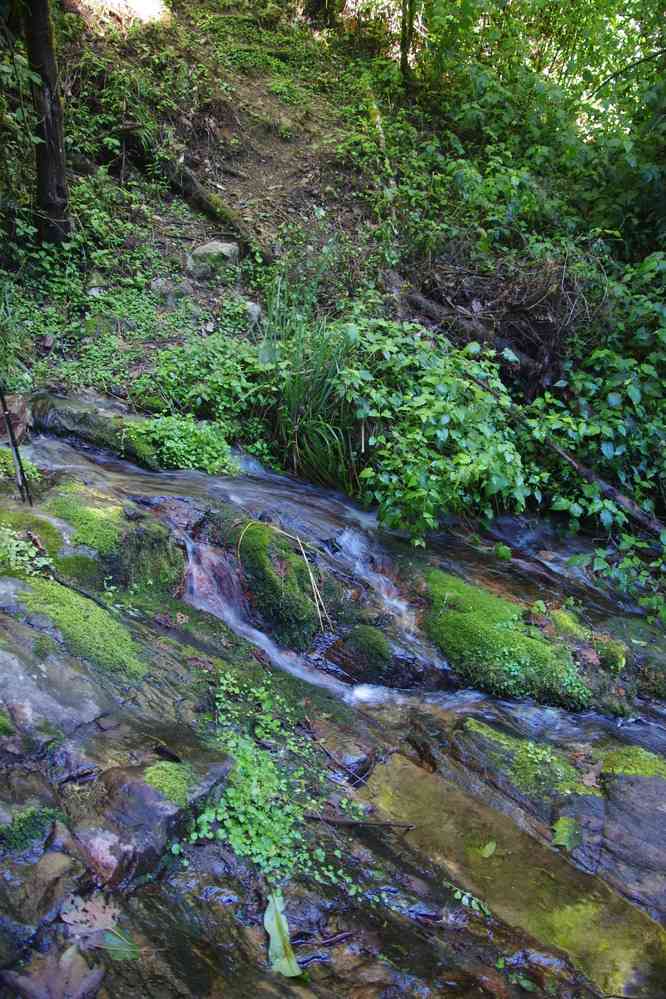 Forêt primaire dans l’Andringitra, le 26 juillet 2018