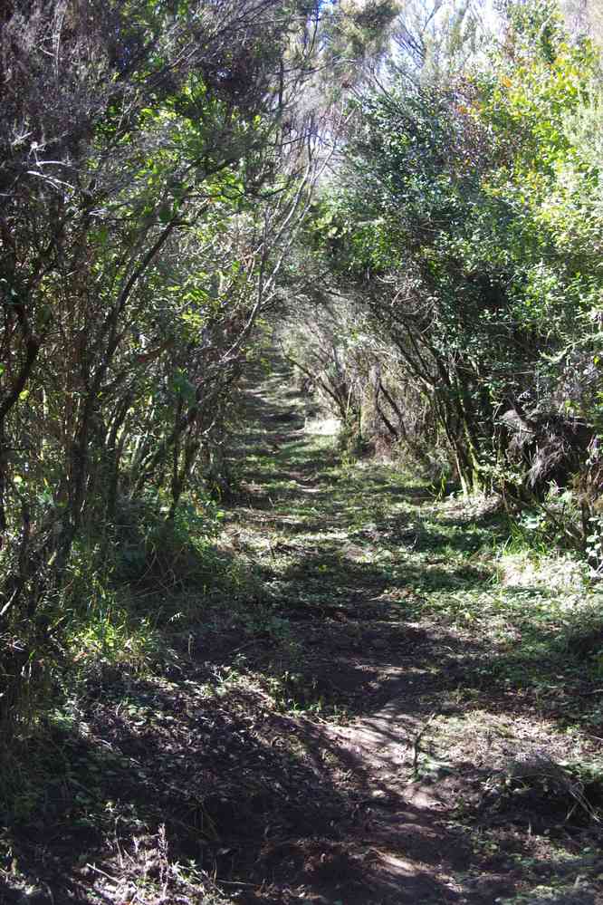 Sentier aménagé dans le parc de l’Andringitra, le 26 juillet 2018