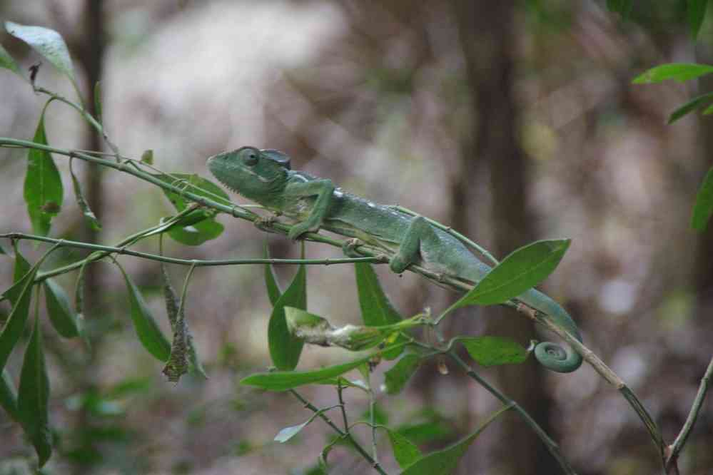 Réserve d’Anja, caméléon, le 29 juillet 2018