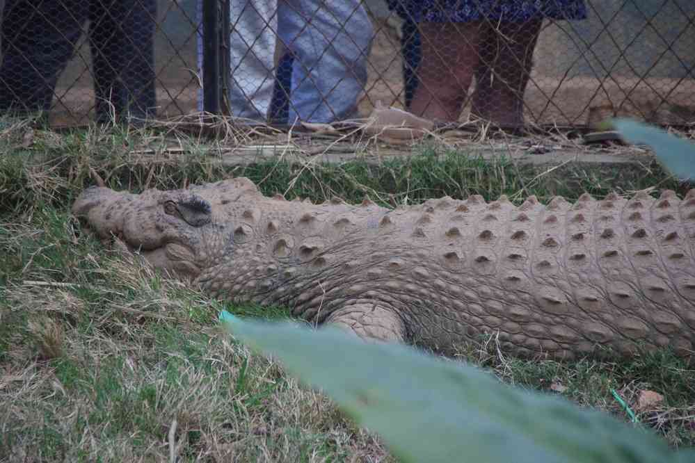 Parc botanique et zoologique de Tananarive. Pas de crocodile dans le Makay mais ici, il y en a ! (1ᵉʳ août 2018)