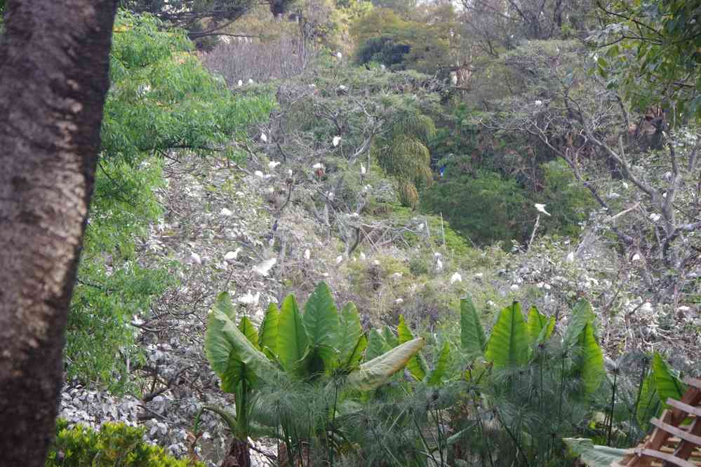 Parc botanique et zoologique de Tananarive. Oiseaux pollueurs, le 1ᵉʳ août 2018